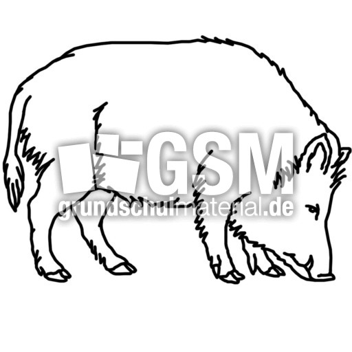 wildschwein.jpg